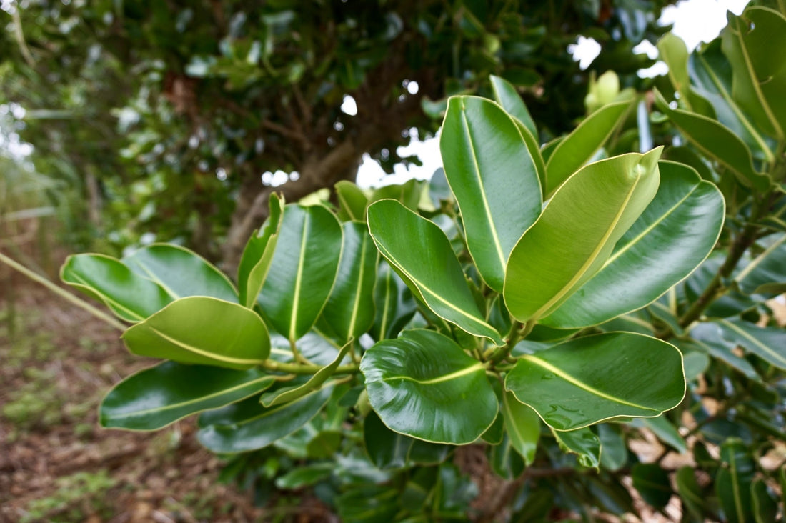 タマヌオイルの効果とは？美肌に導く魔法のオイルの秘密